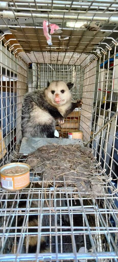 Lansing Squirrel Removal & Raccoon Control