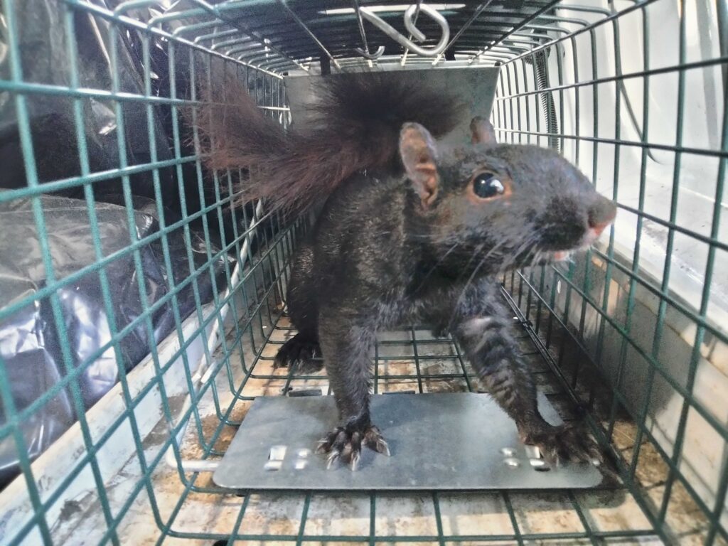 Lansing Squirrel Removal & Raccoon Control