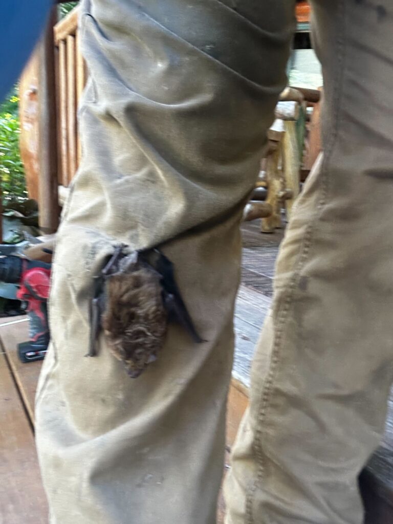 Lansing Squirrel Removal & Raccoon Control